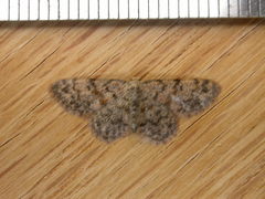 Idaea ferrilinea