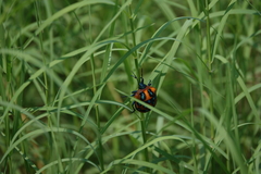 Poecilocoris druraei