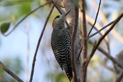 Melanerpes superciliaris blakei