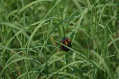 Poecilocoris druraei