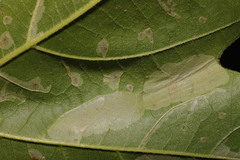 Phyllonorycter platani