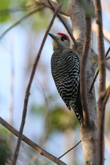 Melanerpes superciliaris blakei