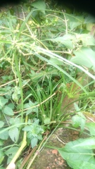 Cyperus chorisanthos