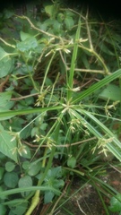 Cyperus chorisanthos