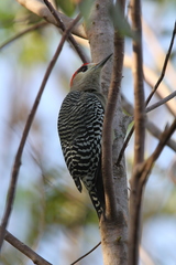 Melanerpes superciliaris blakei
