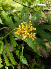 Platanthera chapmanii