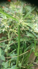 Cyperus chorisanthos