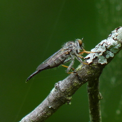 Neoitamus flavofemoratus