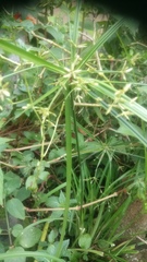 Cyperus chorisanthos