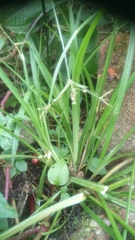 Cyperus chorisanthos