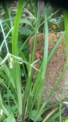 Cyperus chorisanthos