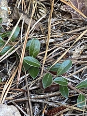Arctostaphylos uva-ursi
