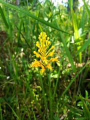 Platanthera chapmanii