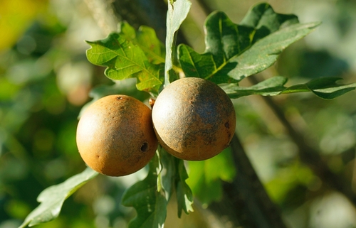Oak Marble Gall Wasp