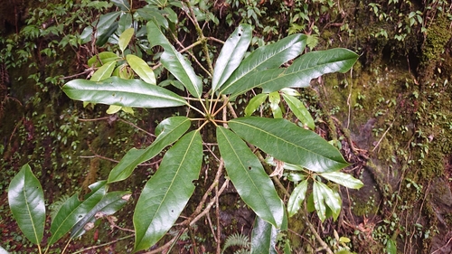 Image of Daphniphyllum himalense by (c) 沈玟伶(Wen-Ling Shen), some rights reserved (CC BY)