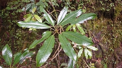Daphniphyllum himalense, photograph 沈玟伶(Wen-Ling Shen), CC BY, iNaturalist via GBIF