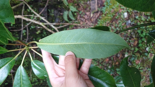 Image of Daphniphyllum himalense by (c) 沈玟伶(Wen-Ling Shen), some rights reserved (CC BY)