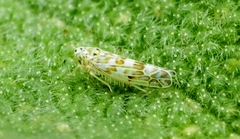 Eupteryx melissae