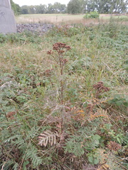 Tanacetum vulgare
