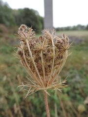Daucus carota