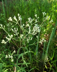 Eupatorium leucolepis