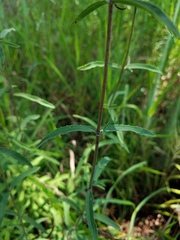 Eupatorium leucolepis