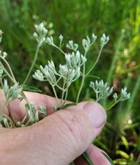 Eupatorium leucolepis
