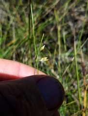 Rhynchospora oligantha