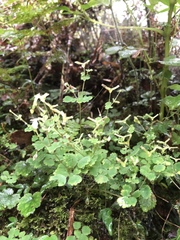 Dichocarpum adiantifolium