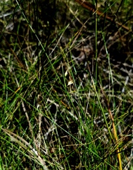 Rhynchospora oligantha