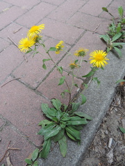 Pentanema britannica