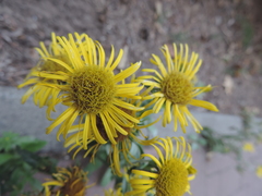 Pentanema britannica