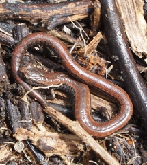 Batrachoseps gavilanensis