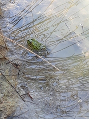 Pelophylax lessonae