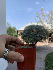 Hoffmannseggia glauca