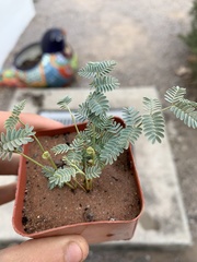 Hoffmannseggia glauca