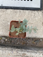 Hoffmannseggia glauca