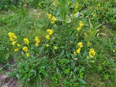 Solidago virgaurea lapponica