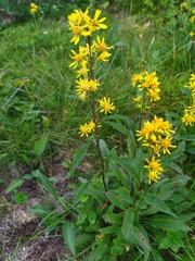 Solidago virgaurea lapponica