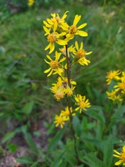 Solidago virgaurea lapponica