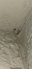 Araneae