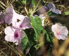 Ipomoea carnea fistulosa