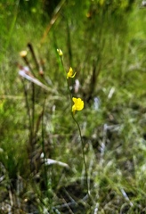 Utricularia juncea