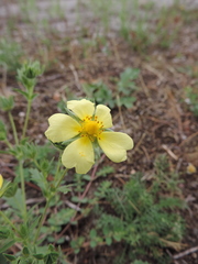 Potentilla