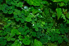 Dichocarpum adiantifolium