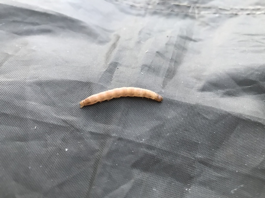 Rice Worm Moth