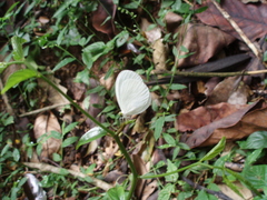 Pseudopontia mabira