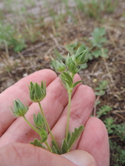 Potentilla