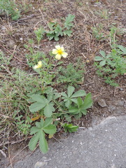 Potentilla