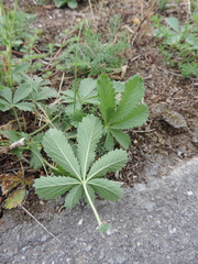 Potentilla